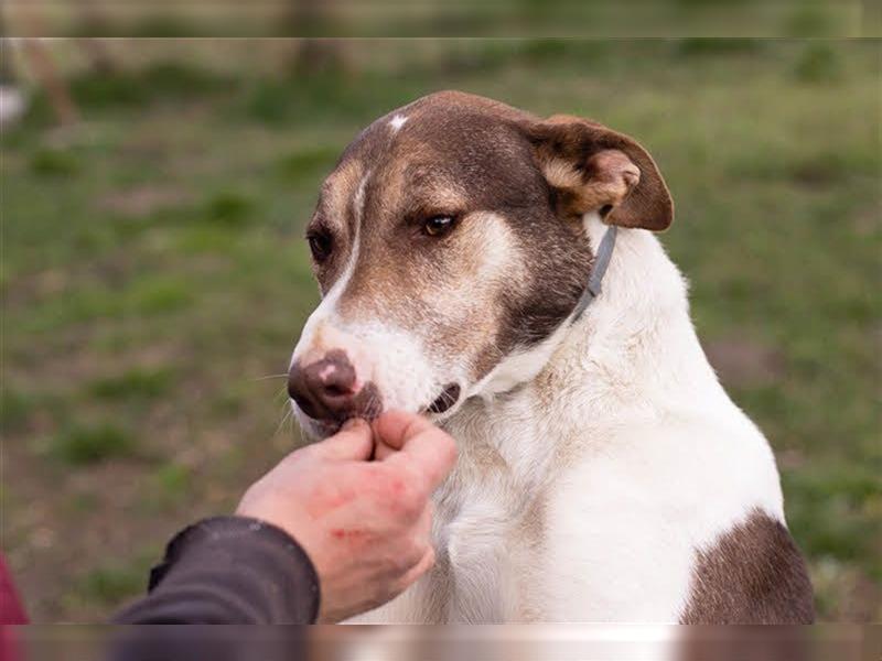 PICO - der aktive, brave Rüde sucht konsequente Menschen mit Hundeerfahrung für gemeinsame Abenteuer