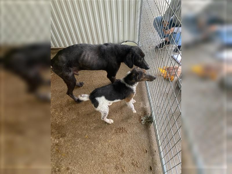 Der süße Kisci wurde gemeinsam mit seinem Hundekumpel beim Umzug zurückgelassen !