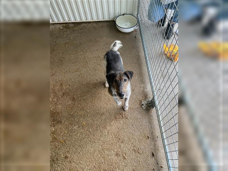 Der süße Kisci wurde gemeinsam mit seinem Hundekumpel beim Umzug zurückgelassen !