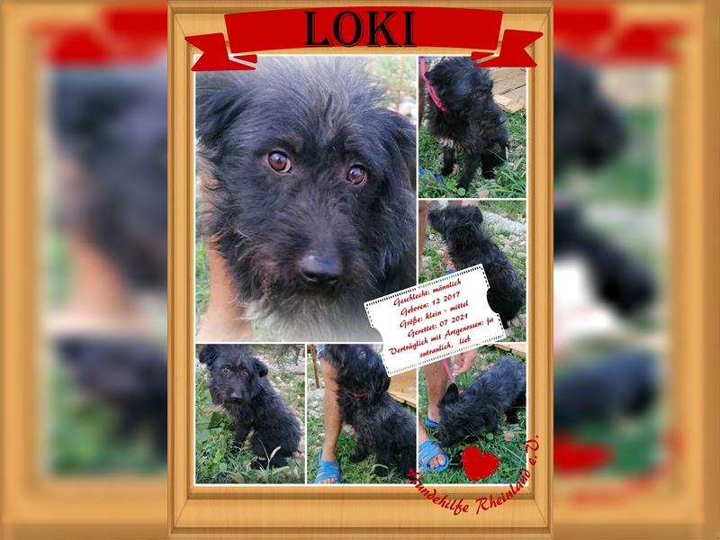 Loki - beriet für ein neues Leben