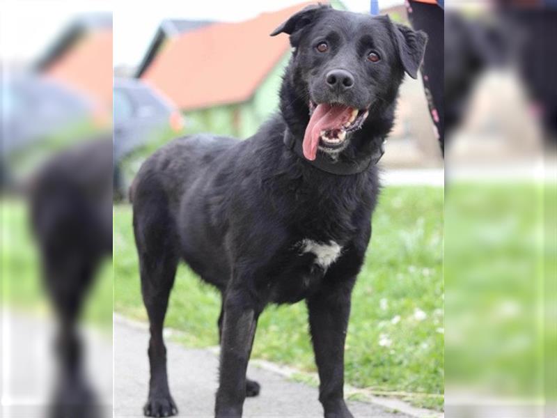 ROKI❤️bezaubernder, sozialer Traumbub sucht sein Lebensglück