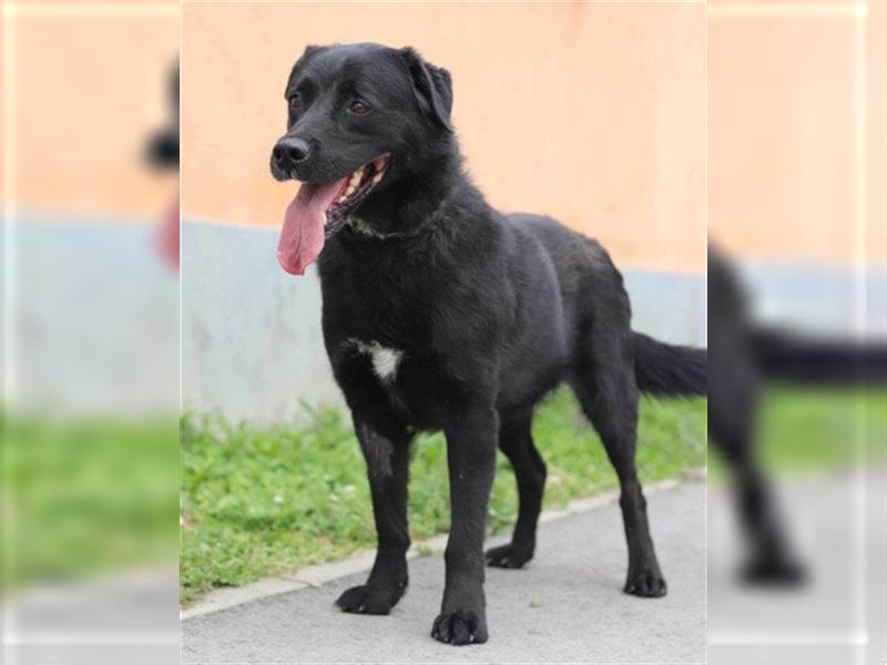 ROKI❤️bezaubernder, sozialer Traumbub sucht sein Lebensglück