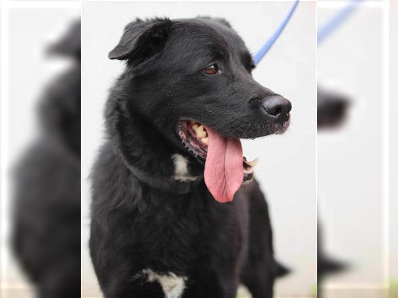 ROKI❤️bezaubernder, sozialer Traumbub sucht sein Lebensglück