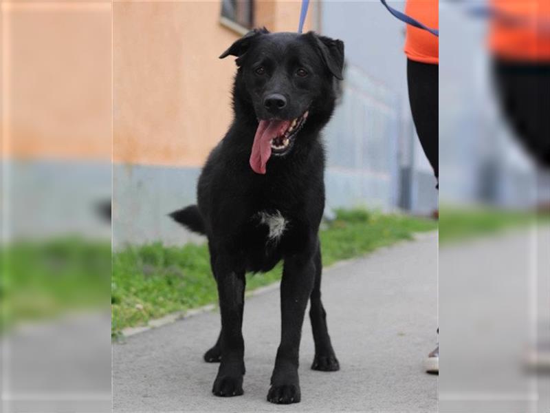 ROKI❤️bezaubernder, sozialer Traumbub sucht sein Lebensglück