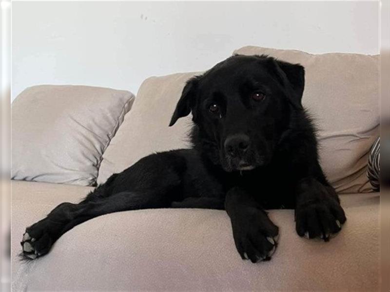 ROKI❤️bezaubernder, sozialer Traumbub sucht sein Lebensglück