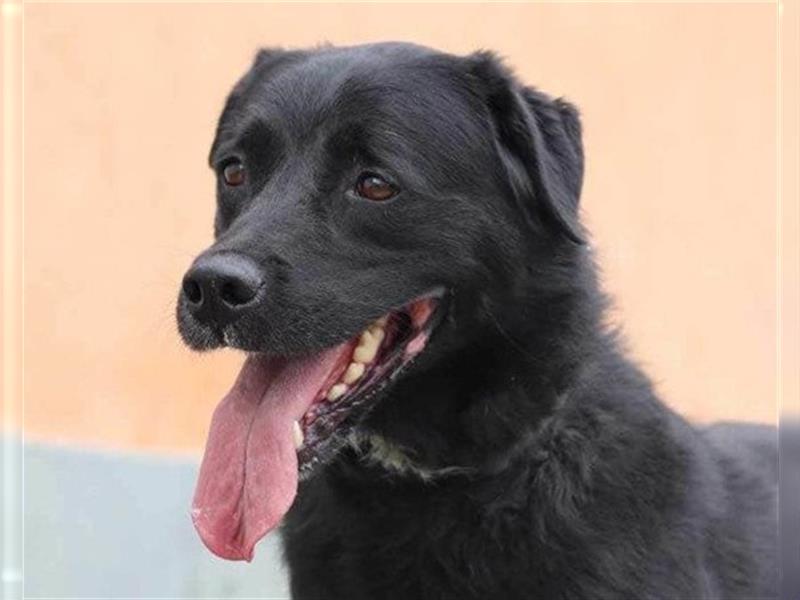 ROKI❤️bezaubernder, sozialer Traumbub sucht sein Lebensglück