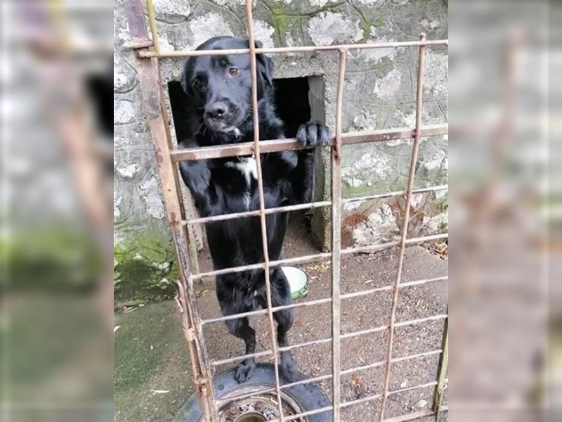 ROKI❤️bezaubernder, sozialer Traumbub sucht sein Lebensglück