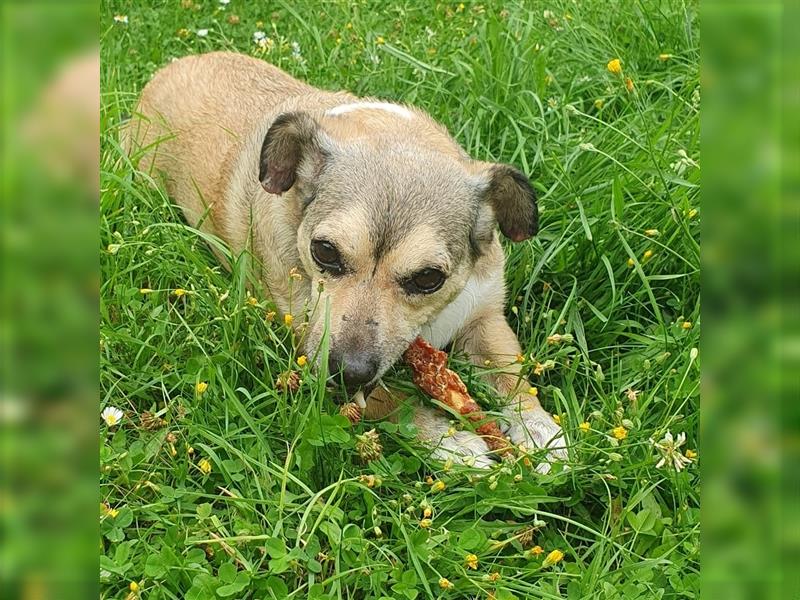 Leon sucht dringend ein gemütliches Zuhause - er wartet im Taunus