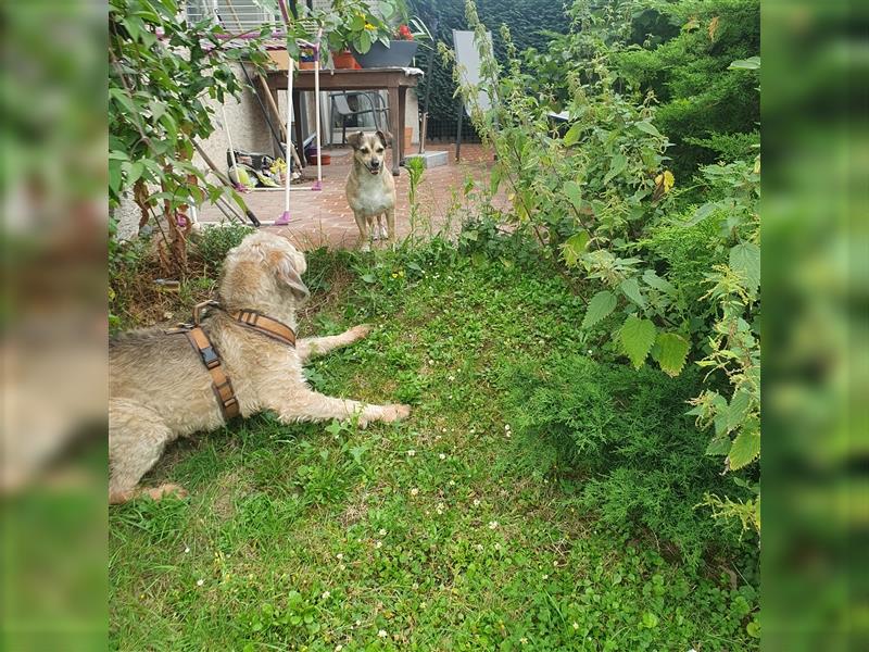 Leon sucht dringend ein gemütliches Zuhause - er wartet im Taunus