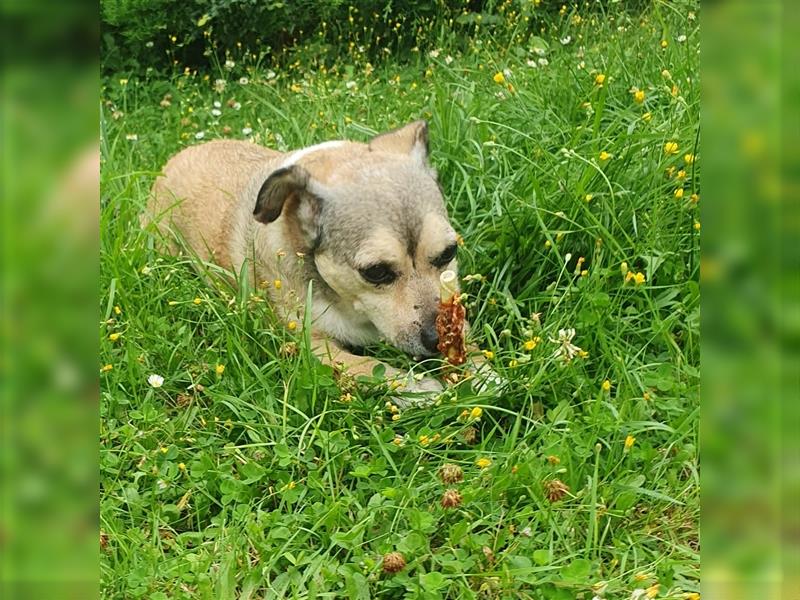 Leon sucht dringend ein gemütliches Zuhause - er wartet im Taunus