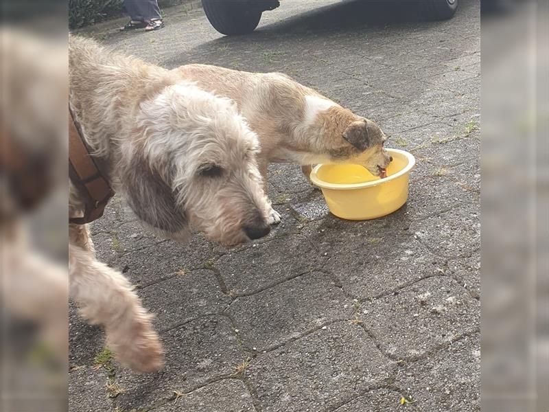 Leon sucht dringend ein gemütliches Zuhause - er wartet im Taunus