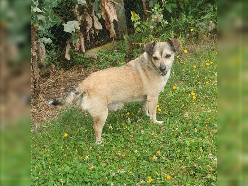 Leon sucht dringend ein gemütliches Zuhause - er wartet im Taunus