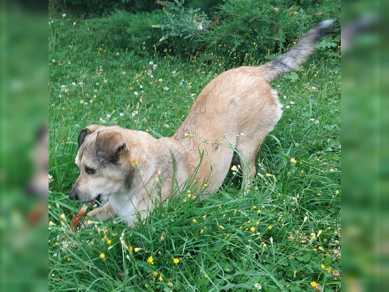 Leon sucht dringend ein gemütliches Zuhause - er wartet im Taunus