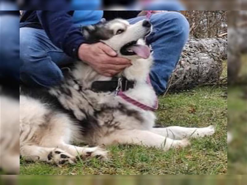 Husky-Mix Arci sucht seine liebe Familie