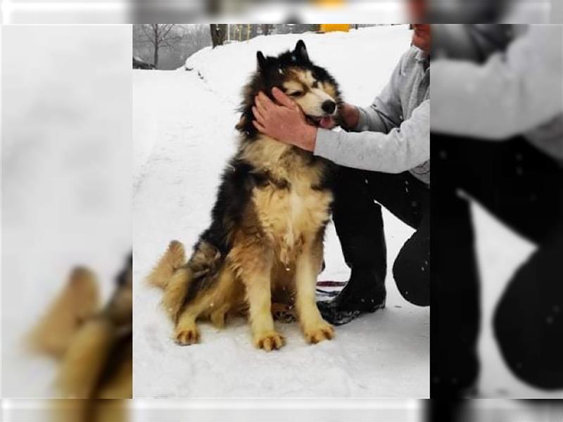 Husky-Mix Arci sucht seine liebe Familie