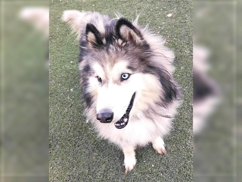 Husky-Mix Arci sucht seine liebe Familie