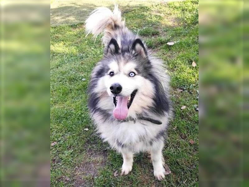 Husky-Mix Arci sucht seine liebe Familie