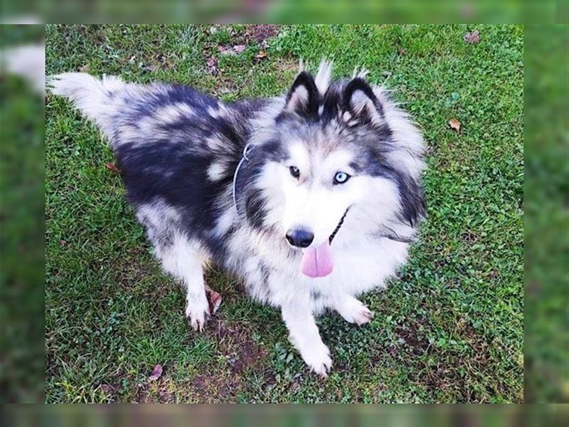 Husky-Mix Arci sucht seine liebe Familie