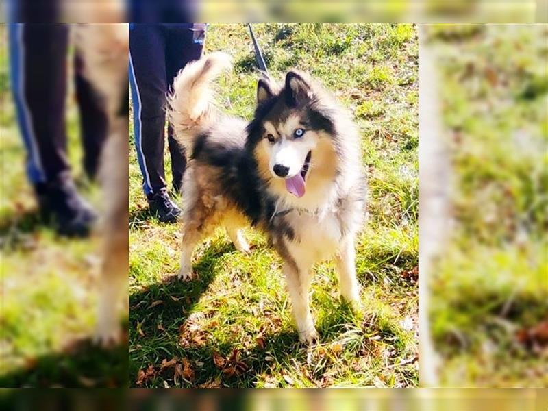 Husky-Mix Arci sucht seine liebe Familie