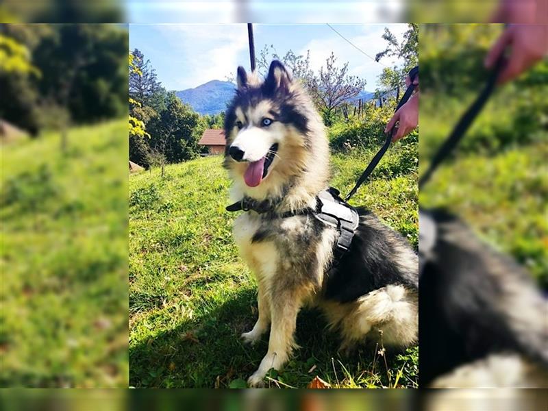 Husky-Mix Arci sucht seine liebe Familie