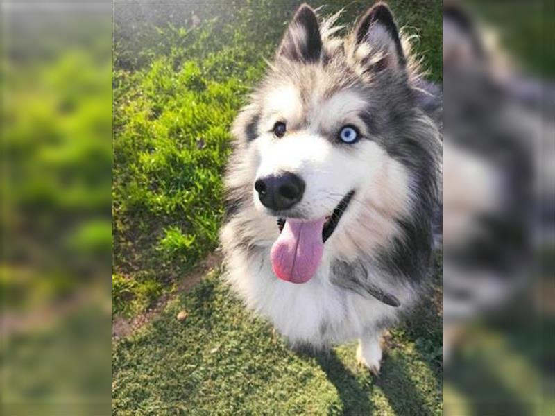 Husky-Mix Arci sucht seine liebe Familie