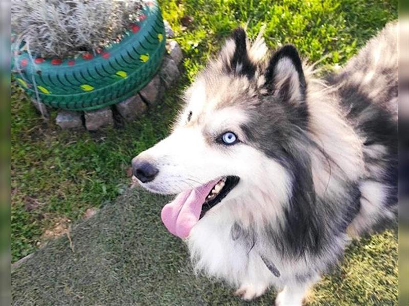 Husky-Mix Arci sucht seine liebe Familie