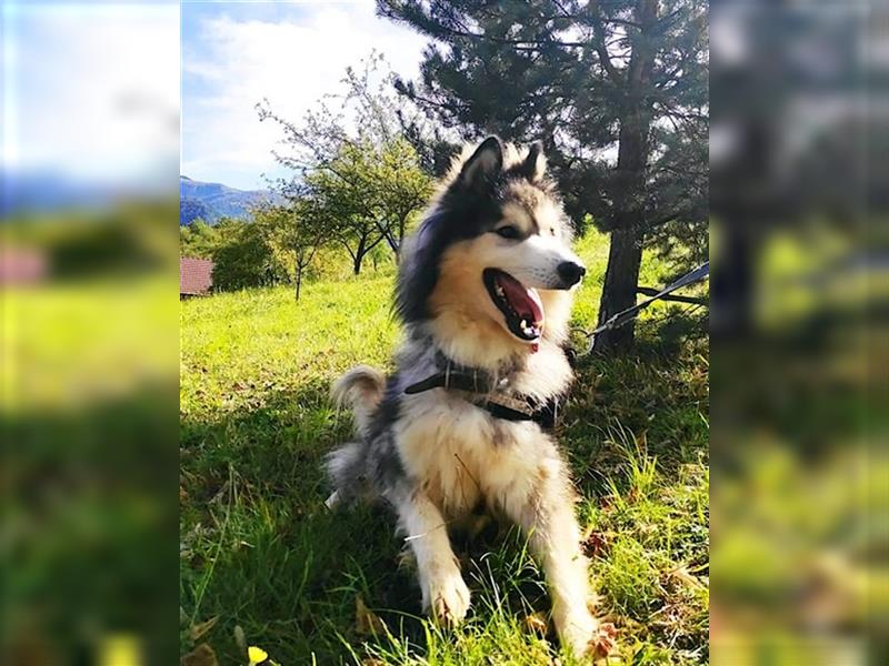 Husky-Mix Arci sucht seine liebe Familie