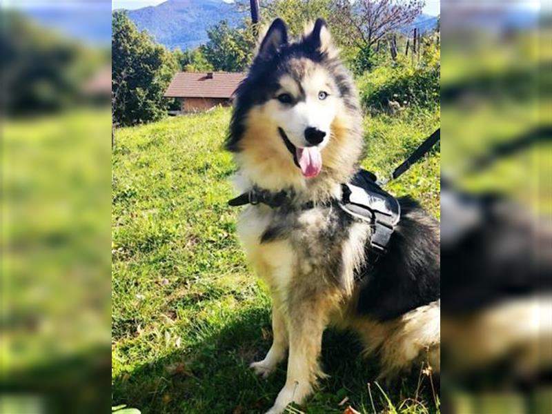 Husky-Mix Arci sucht seine liebe Familie