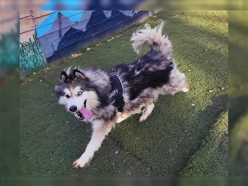 Husky-Mix Arci sucht seine liebe Familie