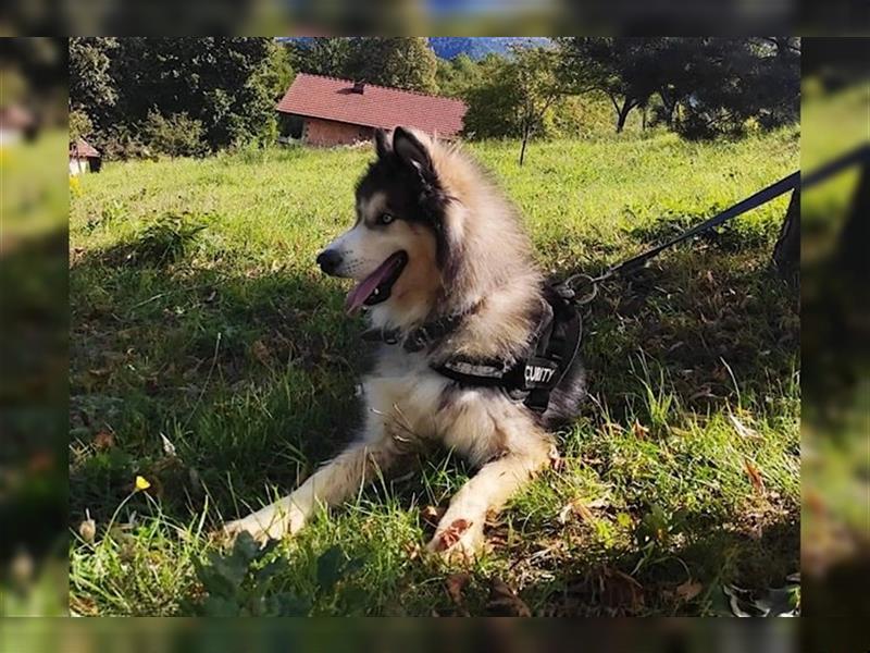 Husky-Mix Arci sucht seine liebe Familie