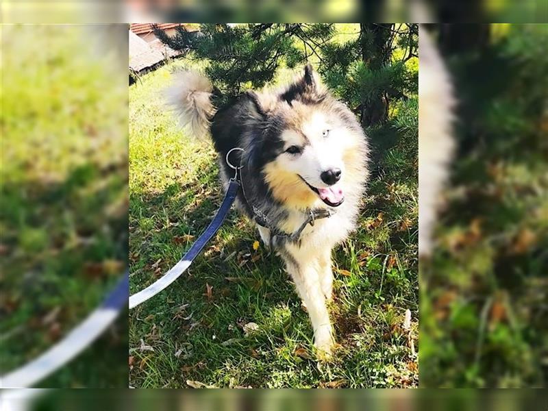 Husky-Mix Arci sucht seine liebe Familie