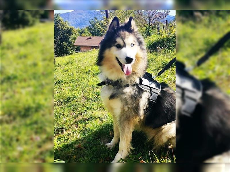 Husky-Mix Arci sucht seine liebe Familie