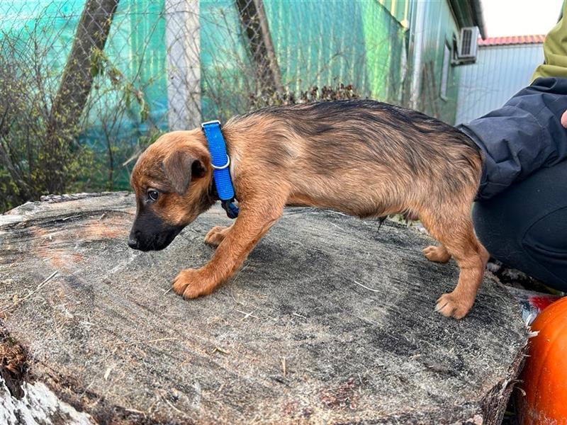 Hundejunge Lauti möchte mit seinen Menschen die Welt erkunden