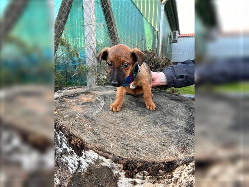 Hundejunge Lauti möchte mit seinen Menschen die Welt erkunden