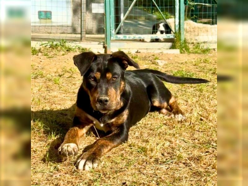 Leonida - Quickfideles Hundekind möchte ein Zuhause