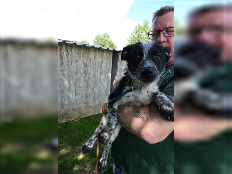 Woody, kleiner Wibelwind sucht Cattle Dog Fans