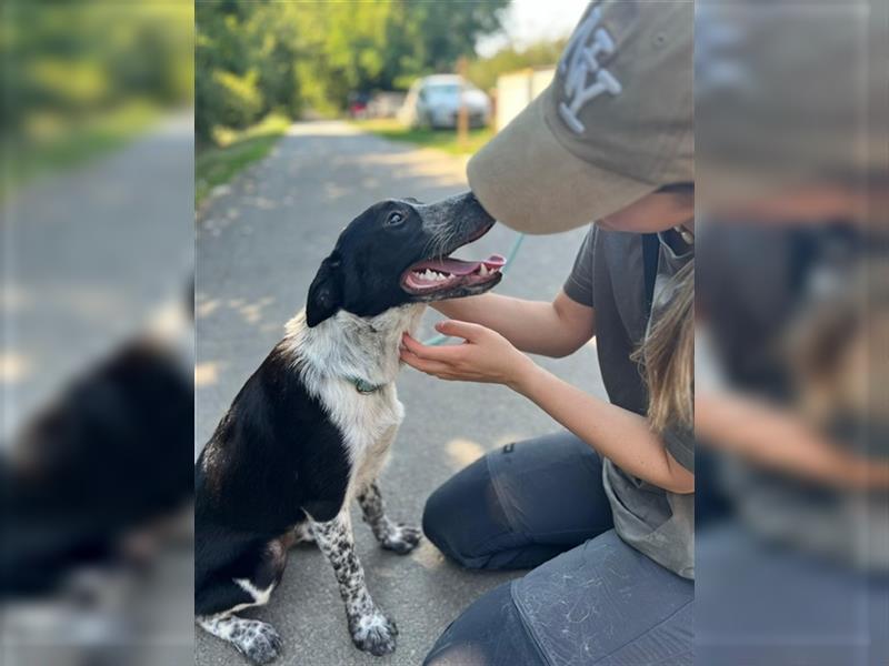 Woody, kleiner Wibelwind sucht Cattle Dog Fans