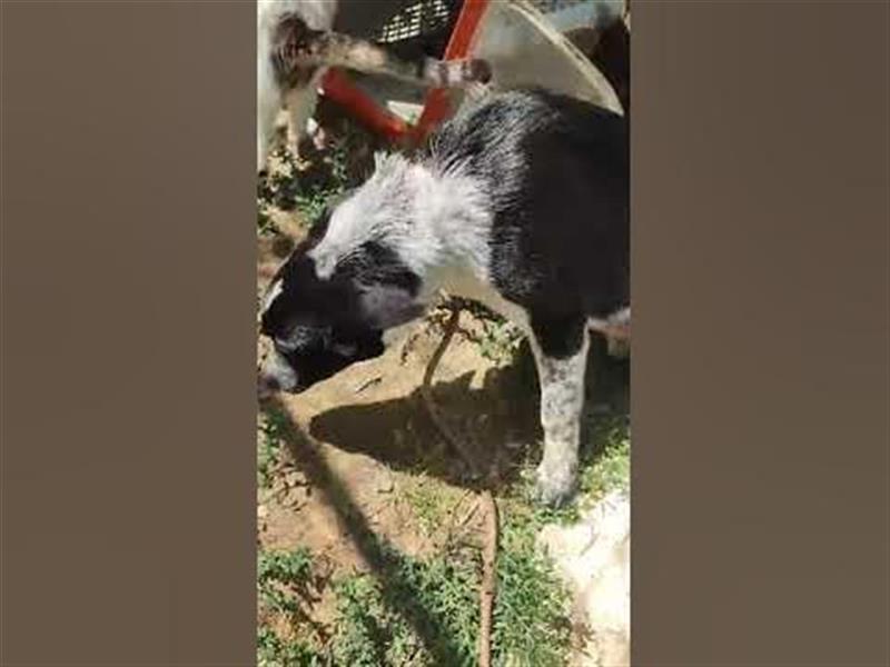 Woody, kleiner Wibelwind sucht Cattle Dog Fans