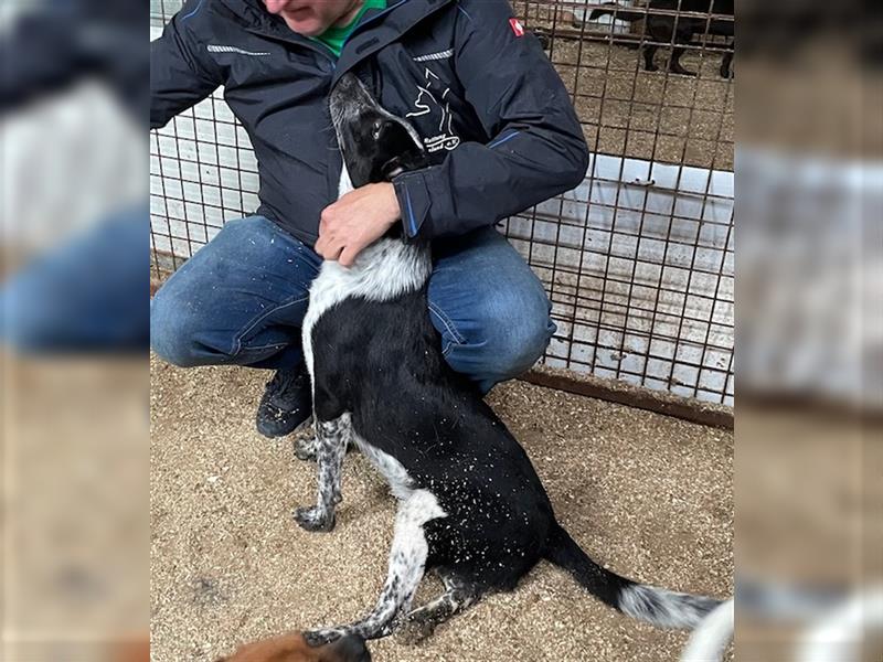 Woody, kleiner Wibelwind sucht Cattle Dog Fans