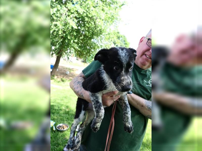 Woody, kleiner Wibelwind sucht Cattle Dog Fans