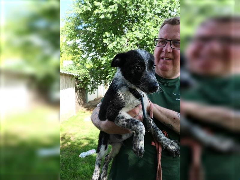 Woody, kleiner Wibelwind sucht Cattle Dog Fans