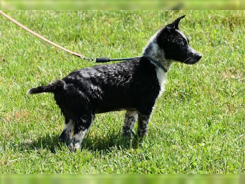 Woody, kleiner Wibelwind sucht Cattle Dog Fans