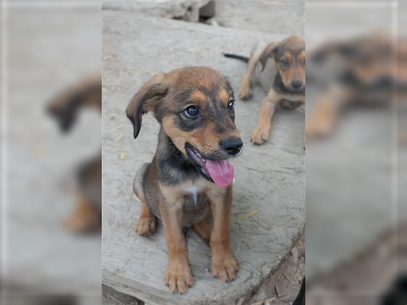 Tierschutzhund Birk sucht sein zu Hause