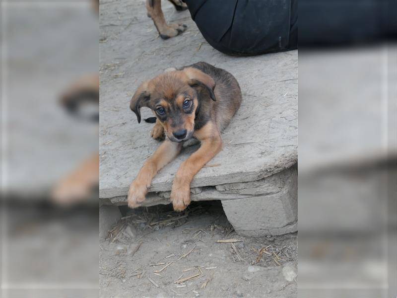 Tierschutzhund Birk sucht sein zu Hause