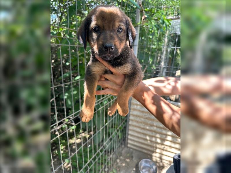 Tierschutzhund Birk sucht sein zu Hause