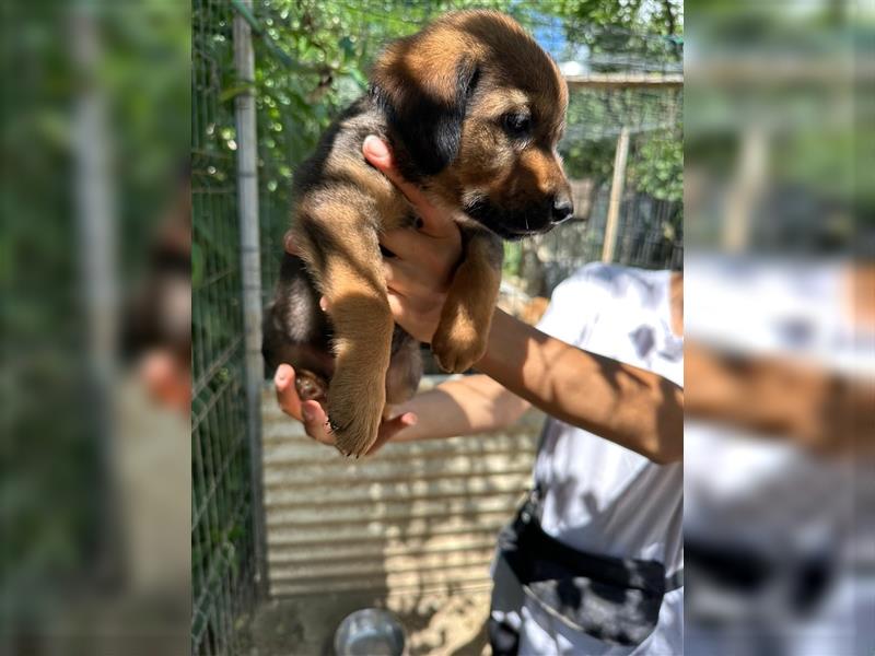 Tierschutzhund Birk sucht sein zu Hause