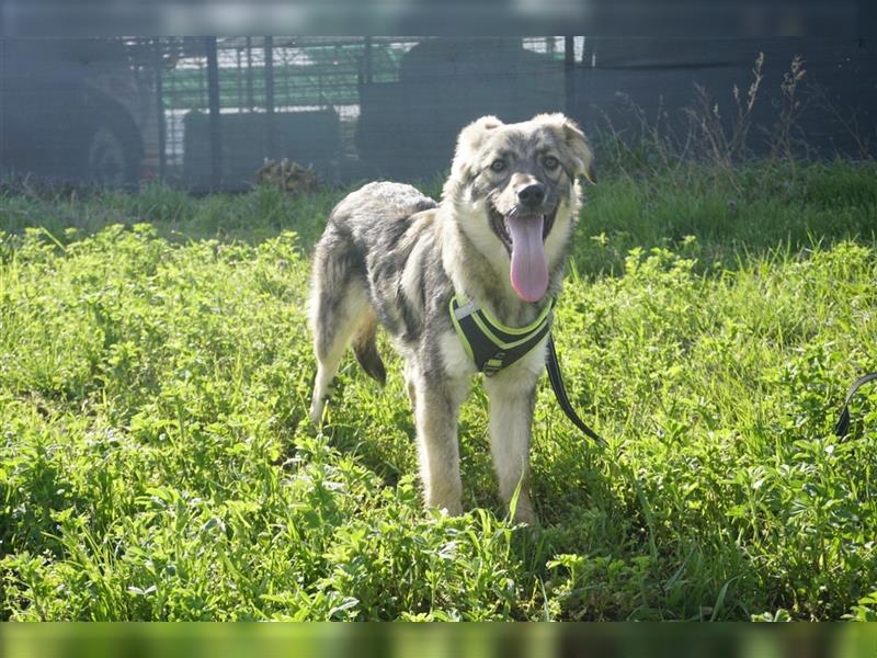 Winston Schäferhundmischling Rüde ca. 7 Monate alt in Rumänien