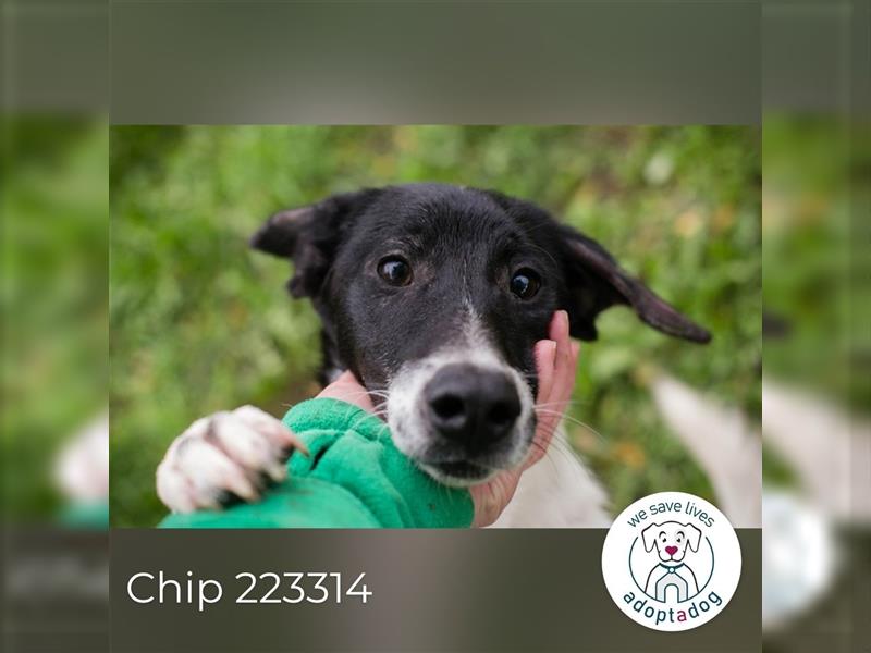 Chip 223314: Hundekind sucht ein Zuhause