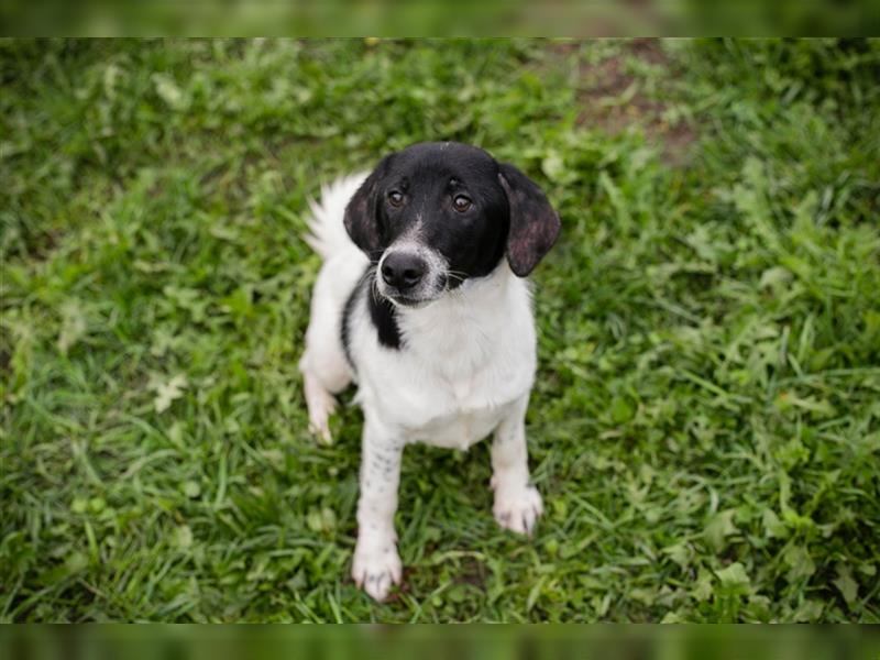 Chip 223314: Hundekind sucht ein Zuhause