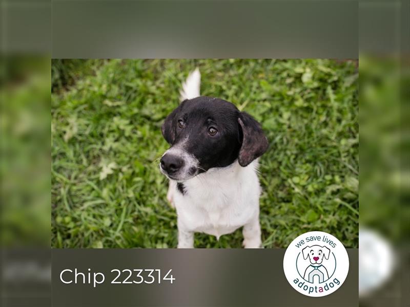 Chip 223314: Hundekind sucht ein Zuhause